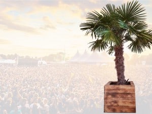 Palmen huren voor evenement festival