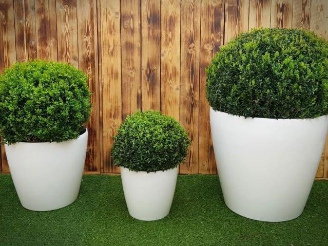 Buxus bol huren? Buxes in vormen en maten voor uw evenement.