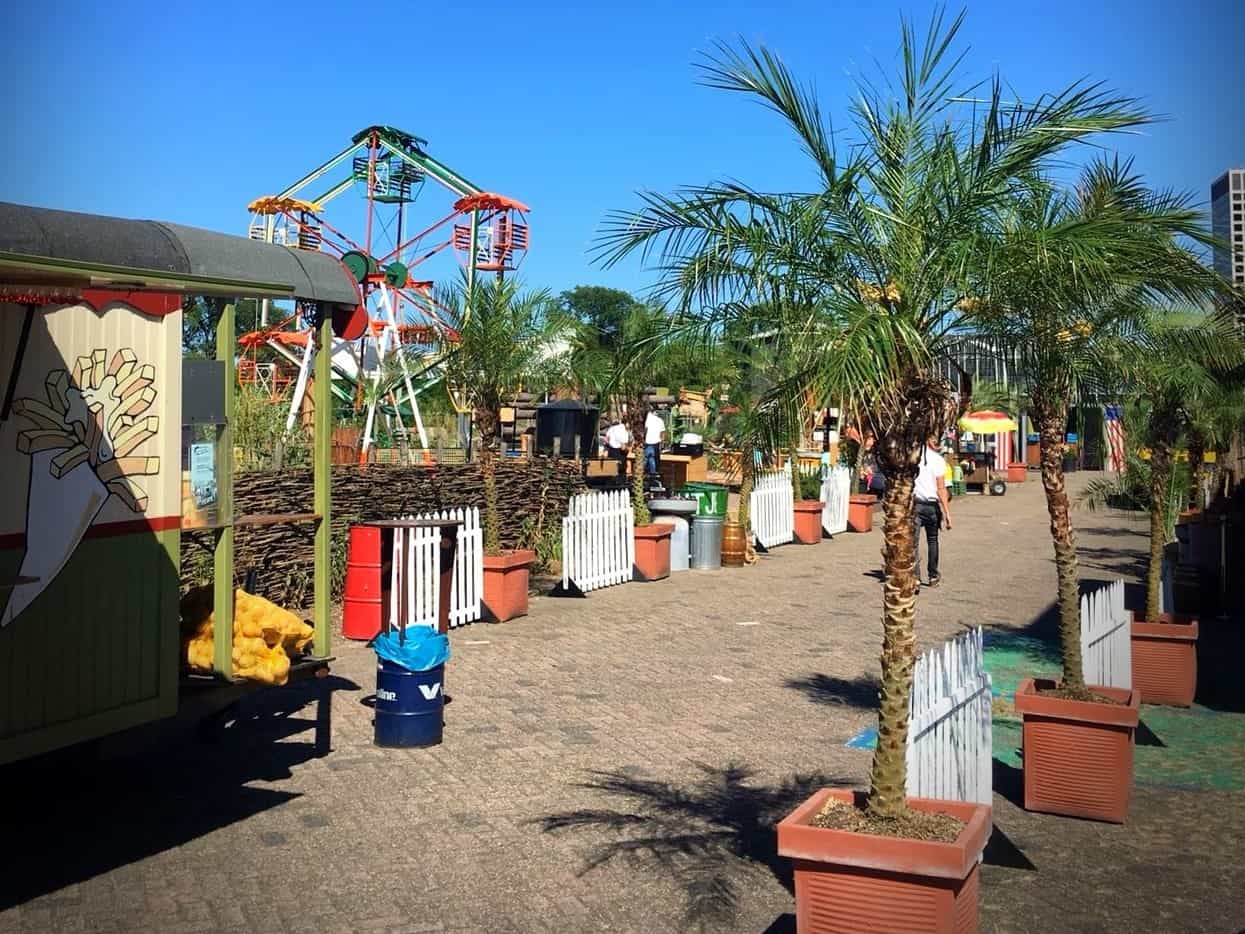 Palm huren? Kokosnotenpalm Phoenix Roebelenii op uw festival of evenement