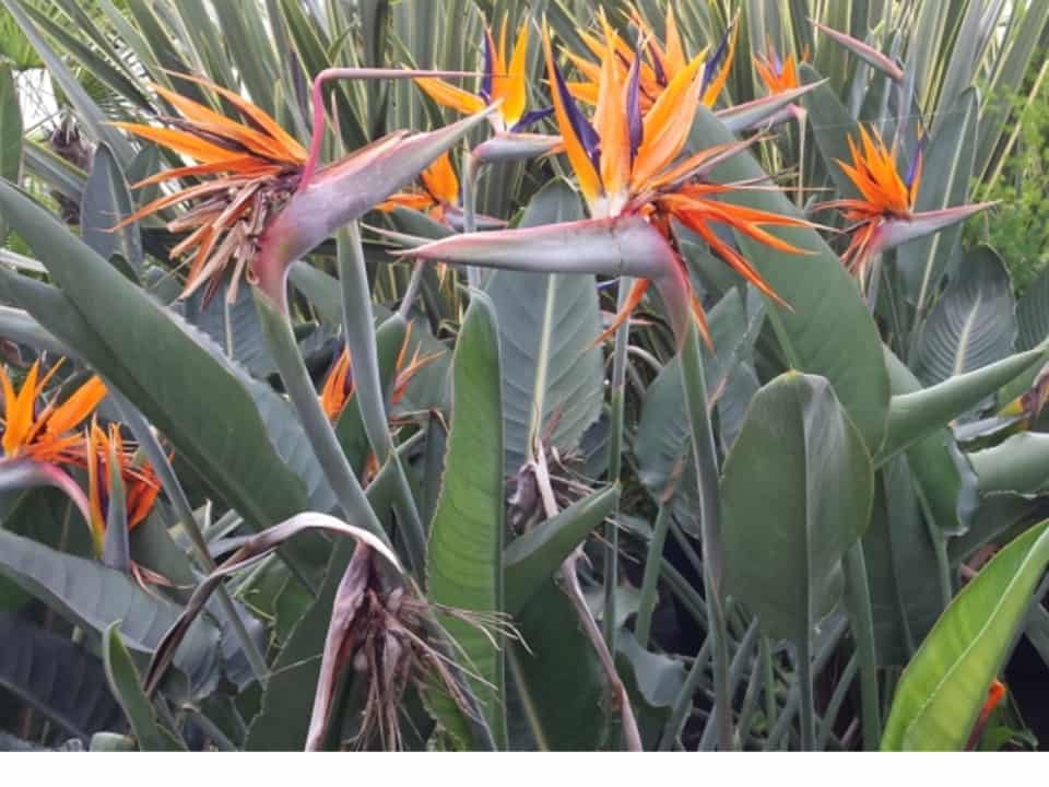 strelizia strelitzia huren? Veel keus in tropische planten.